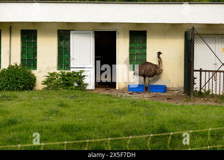 Einsamer EMU Dromaius novaehollandiae großer Vogel in seinem Gehege im Zoo von Sofia, Sofia, Bulgarien, Osteuropa, Balkan, EU Stockfoto