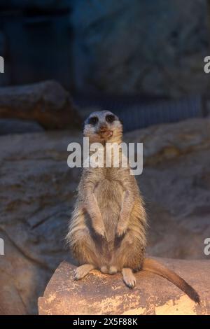 Erwachsene männliche Meerkat Suricata suricatta oder suricate in Gefangenschaft in seinem Glaskäfig im Zoo von Sofia, Sofia Bulgarien, Osteuropa, Balkan, EU Stockfoto