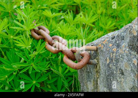 Eine alte, rostige Kette erstreckt sich von einem verwitterten Felsen, umgeben von leuchtend grünem Laub. Stockfoto