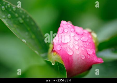 Regentropfen auf der Knospe einer Pfingstrose Stockfoto