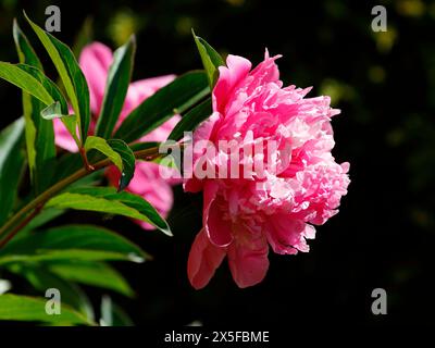 Eine traditionelle Pfingstrose in voller Blüte Stockfoto