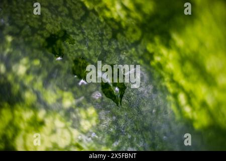 Verschwommener Hintergrund mit Wassertropfen. Makro, Textur, Hintergrund. Abstraktion. Stockfoto