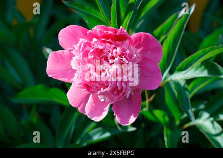 Eine traditionelle Pfingstrose in voller Blüte Stockfoto