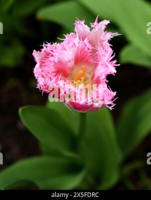 Die Rüschenblume der Tulpe Huis Ten Bosch in Nahaufnahme. Stockfoto