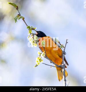 (Ottawa, Kanada--7. Mai 2024) Weißbusiger Nuthatch am Rideau River. Foto Copyright 2024 Sean Burges / Mundo Sport Images. Bei Buchung in Stockfoto