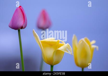 (Ottawa, Kanada--7. Mai 2024) Tulpen im Muttergarten. Foto Copyright 2024 Sean Burges / Mundo Sport Images. Wenn Sie auf Social Media-Plädoyer posten Stockfoto