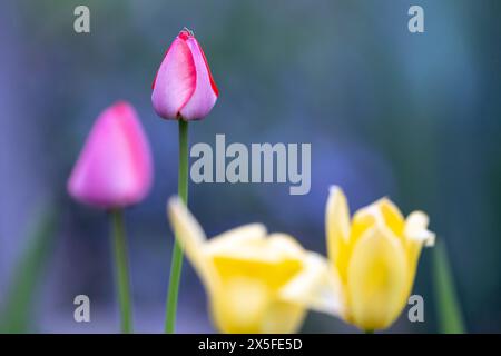 (Ottawa, Kanada--7. Mai 2024) Tulpen im Muttergarten. Foto Copyright 2024 Sean Burges / Mundo Sport Images. Wenn Sie auf Social Media-Plädoyer posten Stockfoto