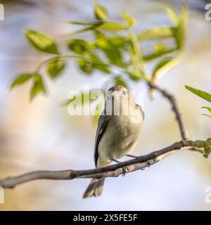 (Ottawa, Kanada--7. Mai 2024) Warbling Vireo am Rideau River. Foto Copyright 2024 Sean Burges / Mundo Sport Images. Wenn Sie auf Social M posten Stockfoto