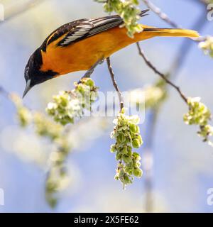 (Ottawa, Kanada--7. Mai 2024) Weißbusiger Nuthatch am Rideau River. Foto Copyright 2024 Sean Burges / Mundo Sport Images. Bei Buchung in Stockfoto