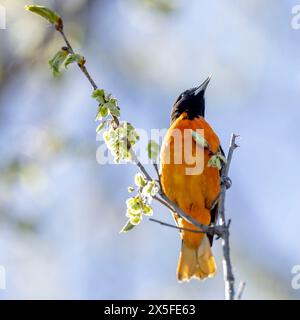 (Ottawa, Kanada--7. Mai 2024) Weißbusiger Nuthatch am Rideau River. Foto Copyright 2024 Sean Burges / Mundo Sport Images. Bei Buchung in Stockfoto