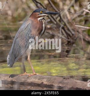 (Ottawa, Kanada--7. Mai 2024) Weißbusiger Nuthatch am Rideau River. Foto Copyright 2024 Sean Burges / Mundo Sport Images. Bei Buchung in Stockfoto