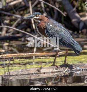 (Ottawa, Kanada--7. Mai 2024) Weißbusiger Nuthatch am Rideau River. Foto Copyright 2024 Sean Burges / Mundo Sport Images. Bei Buchung in Stockfoto