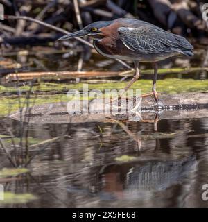 (Ottawa, Kanada--7. Mai 2024) Weißbusiger Nuthatch am Rideau River. Foto Copyright 2024 Sean Burges / Mundo Sport Images. Bei Buchung in Stockfoto