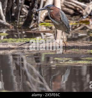 (Ottawa, Kanada--7. Mai 2024) Weißbusiger Nuthatch am Rideau River. Foto Copyright 2024 Sean Burges / Mundo Sport Images. Bei Buchung in Stockfoto