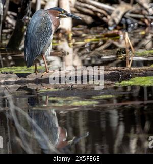 (Ottawa, Kanada--7. Mai 2024) Weißbusiger Nuthatch am Rideau River. Foto Copyright 2024 Sean Burges / Mundo Sport Images. Bei Buchung in Stockfoto