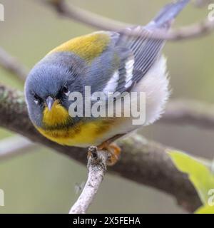 (Ottawa, Kanada---30. April 2024) Northern Parula am Rideau River in der Nähe der Billings Bridge. Foto Copyright 2024 Sean Burges / Mundo Sport Images. Stockfoto