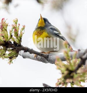 (Ottawa, Kanada---30. April 2024) Northern Parula am Rideau River in der Nähe der Billings Bridge. Foto Copyright 2024 Sean Burges / Mundo Sport Images. Stockfoto