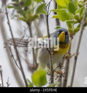 (Ottawa, Kanada---30. April 2024) Northern Parula am Rideau River in der Nähe der Billings Bridge. Foto Copyright 2024 Sean Burges / Mundo Sport Images. Stockfoto