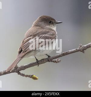 (Ottawa, Kanada---30. April 2024) Eastern Phoebe am Rideau River bei Billings Bridge. Foto Copyright 2024 Sean Burges / Mundo Sport Images. Stockfoto