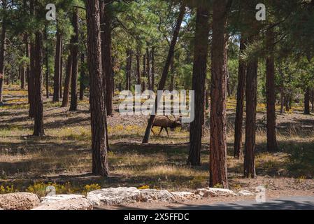 Ruhige Waldszene mit Wapitis, die in harmonischer Natur weiden, Nationalpark-Umgebung. Stockfoto
