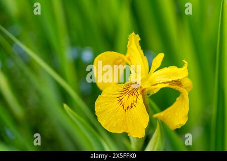 Die gelbe Fahne Iris oder Iris pseudacorus wächst wild in Teilen Nordamerikas und anderswo, wird aber auch als Gartenblume angebaut. Stockfoto