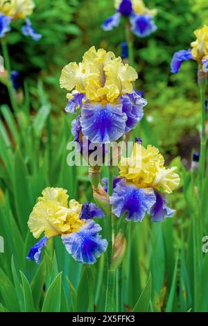 Wunderschöne hochbärtige Iris, die im Garten wächst. Stockfoto