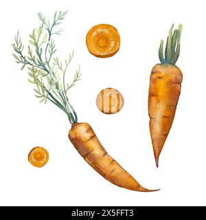 Karotte mit Blättern, Wurzel, Stücken. Set von Aquarellillustrationen, die von Hand gezeichnet wurden Stockfoto