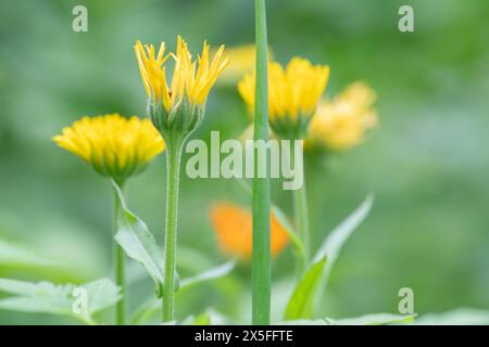 Die fröhlichen gelben Blüten von Ringelblume, Calendula officinalis, wachsen in einem Gemüsegarten. Stockfoto