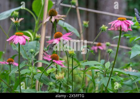 Szene aus einem Frühlingsblumenbeet mit rosafarbenen Blumen in einem Garten im Hinterhof. Stockfoto
