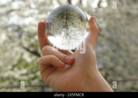 Schöner Baum mit weißen Blüten im Freien, umgedrehte Reflexion. Mann mit Kristallkugel im Frühlingsgarten, Nahaufnahme Stockfoto