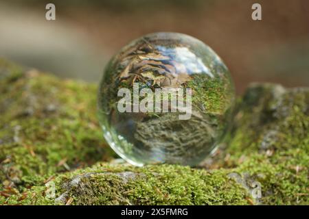 Schöne Pflanze, grünes Gras und trockene Blätter, umgedrehte Reflexion. Kristallkugel auf Steinoberfläche mit Moos im Wald Stockfoto