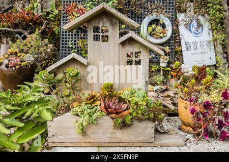 Dekorative Sukkulenten-Ausstellung im Surreal Sukkulents, Taiwan Stockfoto