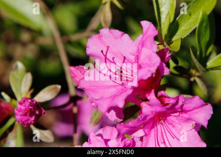 Nahaufnahme rosa Azaleen, Oregon Stockfoto