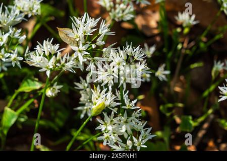 Wilder Knoblauch (Allium ursinum), der in einem Waldgebiet in Shropshire in Großbritannien wächst Stockfoto