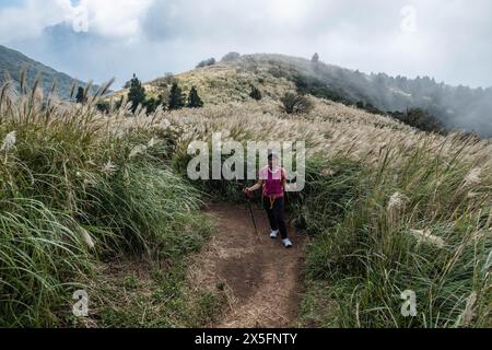 Trekking durch chinesisches Silbergras im Yangmingshan-Nationalpark, Taipeh, Taiwan Stockfoto