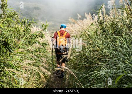 Trekking durch chinesisches Silbergras im Yangmingshan-Nationalpark, Taipeh, Taiwan Stockfoto