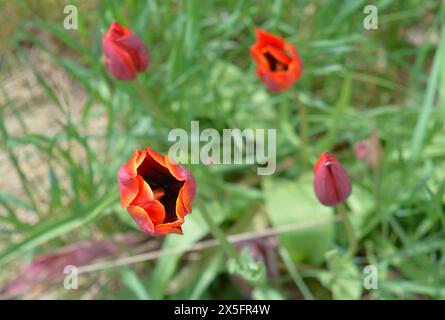 Von oben nach unten sehen Sie rote und gelbe Tulpen, die im kanadischen Frühling geöffnet werden Stockfoto