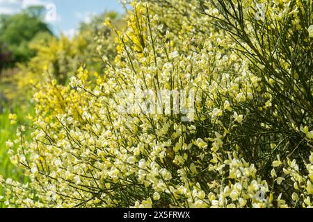 Gelb blühender Ginster im Naturgarten Stockfoto