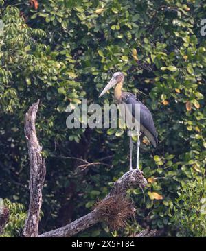 Wilder kleiner Adjutant in sundarbans. Dieses Foto wurde aus dem Sundarbans-Nationalpark in Bangladesch gemacht. Stockfoto