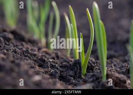 Leuchtend grüne Knoblauchsprossen sprießen aus dem fruchtbaren Boden und fangen das Wesen der Frühjahrsgartenarbeit ein. Stockfoto