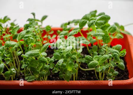 Frische Basilikumsämlinge mit Tau-Tropfen, die dicht in einem leuchtend roten Pflanzgefäß sprießen. Microgreens zu Hause anbauen. Stockfoto