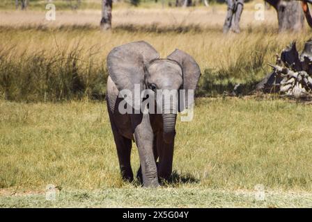 Simbabwe, 3. Mai 2024. Ein gerettetes afrikanisches Elefantenkalb in einem Tierschutzgebiet in Simbabwe. Quelle: Vuk Valcic/Alamy Stockfoto