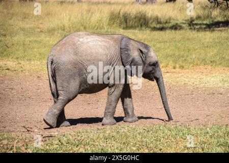 Simbabwe, 3. Mai 2024. Ein gerettetes afrikanisches Elefantenkalb in einem Tierschutzgebiet in Simbabwe. Quelle: Vuk Valcic/Alamy Stockfoto