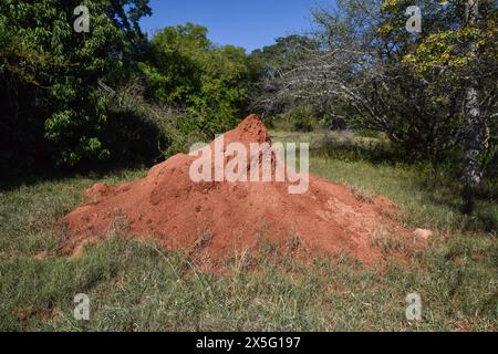 Ein großer Termitenhügel in einem Naturschutzgebiet in Simbabwe, April 2024. Quelle: Vuk Valcic/Alamy Stockfoto