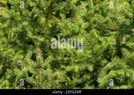 Leuchtend grüne Fichtenäste. Nahaufnahme mit dichten, lebhaften grünen Nadeln einer Tanne, die die natürliche Schönheit und Textur hervorheben. Stockfoto