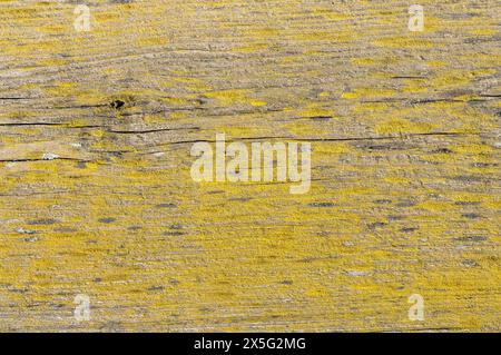 Hochauflösendes Bild, das die detaillierten Texturen des Flechtenwachstums auf der verwitterten Oberfläche einer alten Holzplatte erfasst. Stockfoto