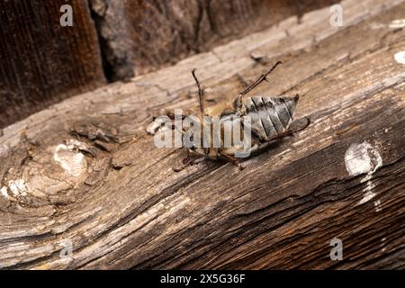 Melolontha melolontha Familie Scarabaeidae Gattung Melolontha gemeiner Cockchafer Maybug Maybeetle Doodlebog wilde Natur Insektenfotografie, Bild, Wallp Stockfoto