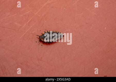 Oiceoptoma thoracicum Familie Silphidae Gattung Oiceoptoma Rothurmkäfer Larven wilde Natur Insektenfotografie Stockfoto