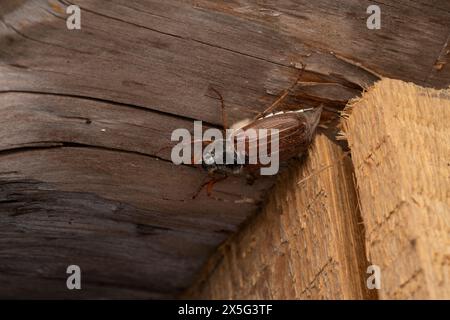 Melolontha melolontha Familie Scarabaeidae Gattung Melolontha gemeiner Cockchafer Maybug Maybeetle Doodlebog wilde Natur Insektenfotografie, Bild, Wallp Stockfoto