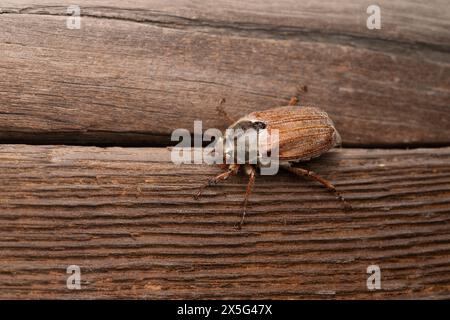 Melolontha melolontha Familie Scarabaeidae Gattung Melolontha gemeiner Cockchafer Maybug Maybeetle Doodlebog wilde Natur Insektenfotografie, Bild, Wallp Stockfoto